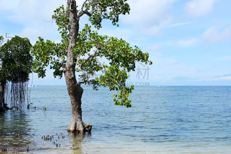 红树,海滩,海洋,白沙国家纪念馆,云,在下面,蓝色,八打雁省,群岛,菲律宾