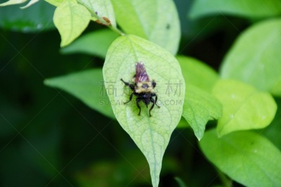 蜜蜂,叶子,嗡嗡响的,大黄蜂,美国,水平画幅,无人,昆虫,授粉,摄影