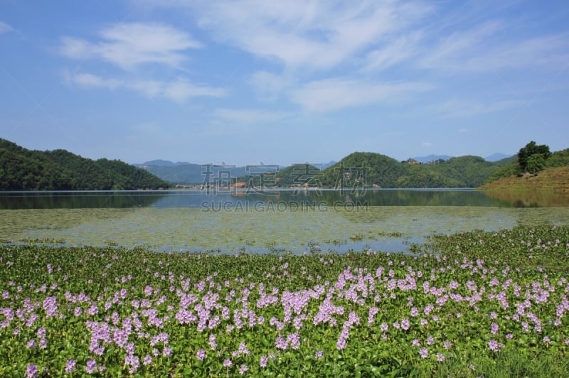 湖,尼泊尔,地形,凤眼莲,博卡拉,栽培植物,海滩,水,天空,美