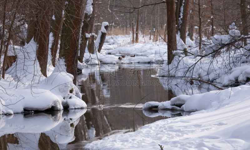 缓慢的,流水,冬天,bialowieza forest,水,宁静,水平画幅,地形,雪,无人