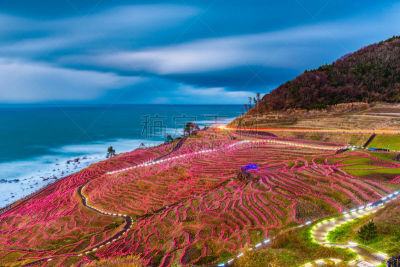 梯田,日本,稻,农业,传统,曙暮光,黄昏,稻田,海岸线,农场