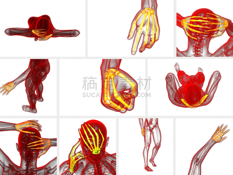 人类骨架,三维图形,手,绘画插图,趾骨,风湿病,骨质疏松症,关节炎,水平画幅,泰国