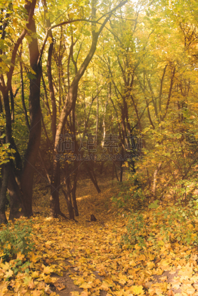 beautiful autumn forest