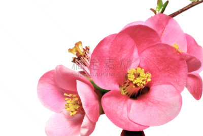 皱皮木瓜,温柏,茶花,日本,花朵,水平画幅,无人,玫瑰,特写,红色