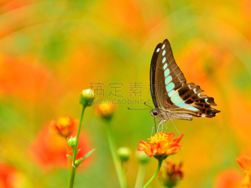 大波斯菊,蝴蝶,黄色,滨离宫园,星和园,自然,水平画幅,橙色,无人,散焦
