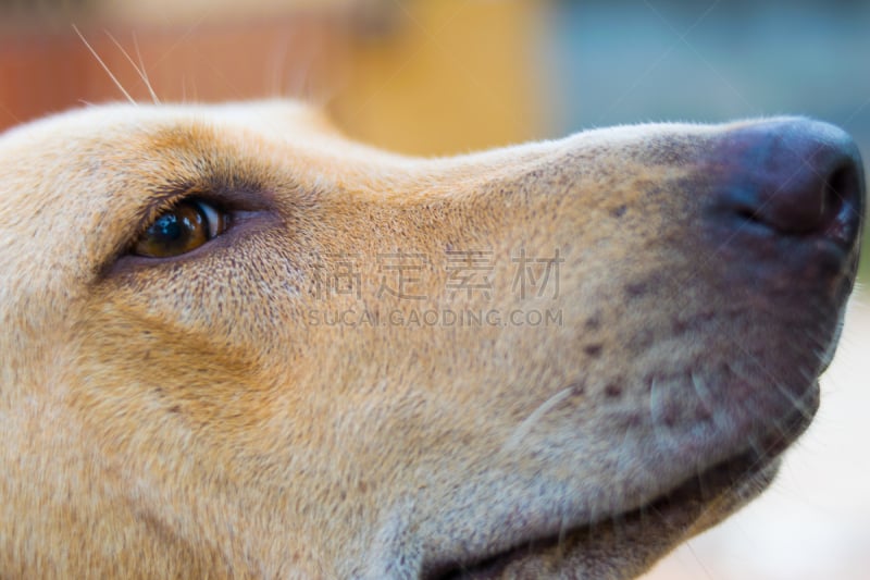 特写,注视镜头,豺狗,腊肠犬,自然,褐色,人的头部,水平画幅,捕猎行为,小的