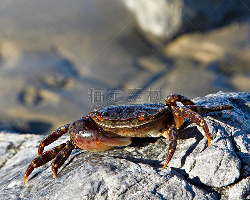 螃蟹,柔和,贝壳,自然,选择对焦,无脊椎动物,野生动物,水平画幅,沙子,岩石