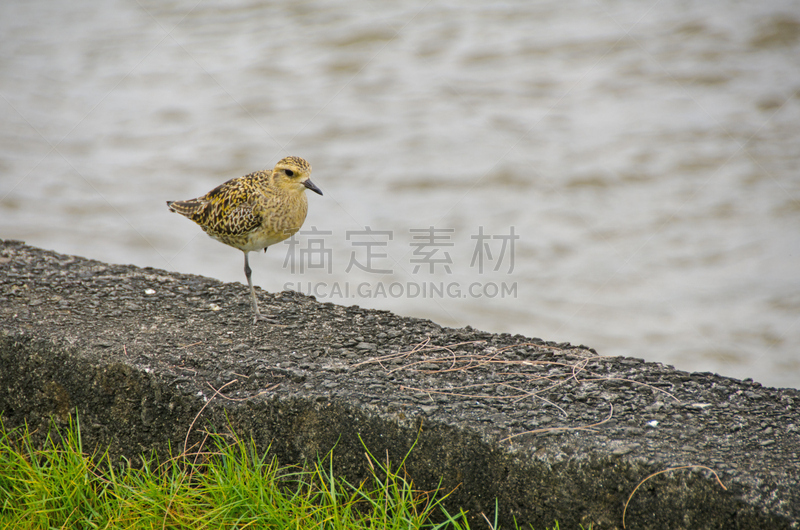 黑胸鸻,水平画幅,无人,鸟类,太平洋岛屿,特写,夏威夷大岛,河岸,彩色图片,冬天