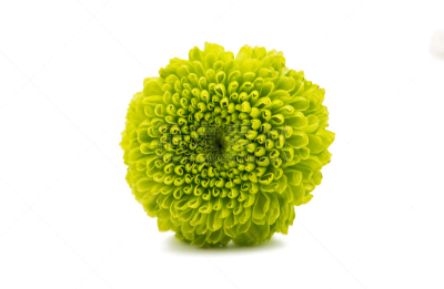 菊花,分离着色,自然美,仅一朵花,自然,水平画幅,无人,脆弱,摄影