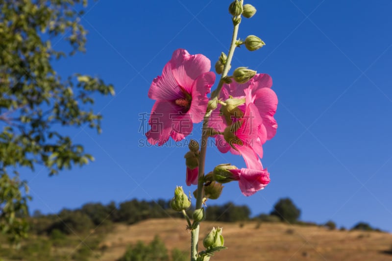 蜀葵,仅一朵花,大草原蜀葵,锦葵属,天空,美,水平画幅,山,夏天,玫瑰