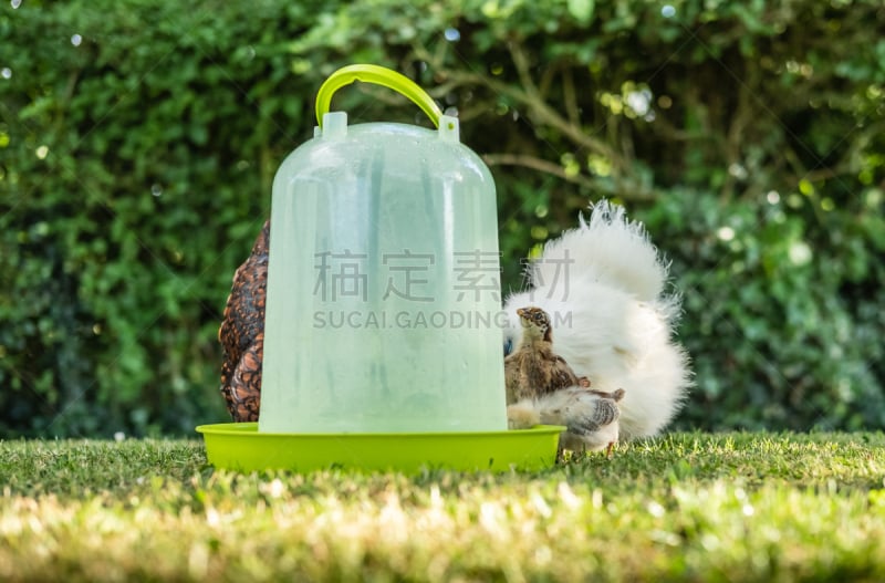 水,乌鸡,小鸡,母亲,自由,幼小动物,看,一只动物,喝醉的,孵化