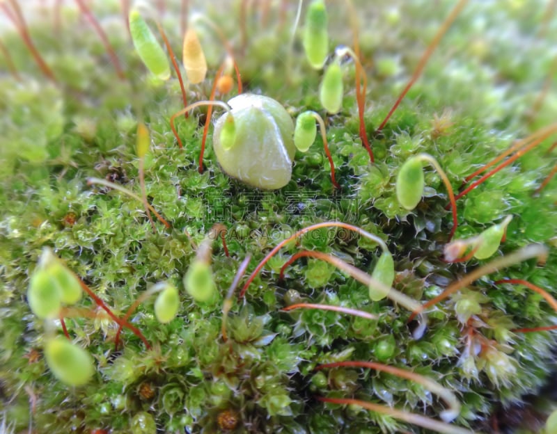 苔藓,新生活,小的,植物群,地毯,水平画幅,孢子,无人,精子,生物学