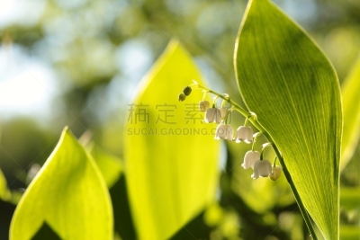 铃兰,新的,枝繁叶茂,仅一朵花,明亮,白色,植物学,清新,大特写,花头