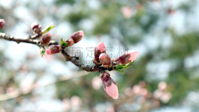 桃,花朵,绿色背景,柔和,美,新的,芳香的,水平画幅,无人,户外