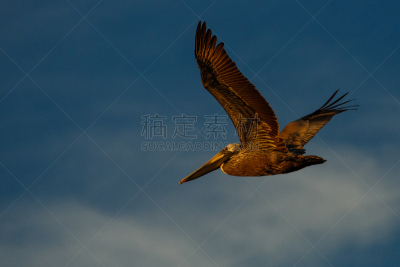 下加利福尼亚州,蝠鲼,南加里福尼亚,海狮,鬣蜥蜴,野生动物,水平画幅,地形,无人,野外动物