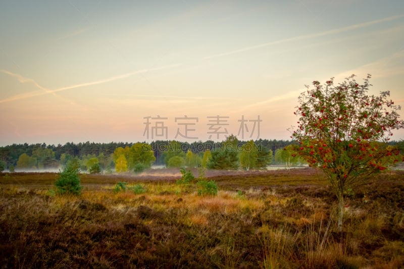 Goldener Herbst in der Lüneburger Heide bei Undeloh