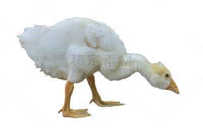 小鹅,幼小动物,水平画幅,家畜,家禽,雁属,鹅肉,丘陵鹅,鸟类,白色背景