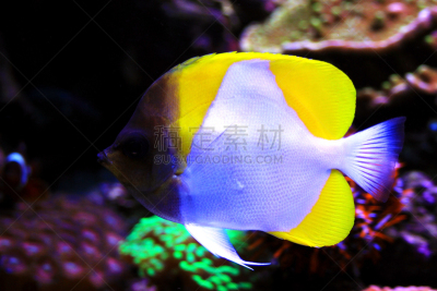 黄色,锥形蝴蝶鱼,生物学,杂食动物,海洋生命,热带气候,野生动物,环境,动物,神仙鱼