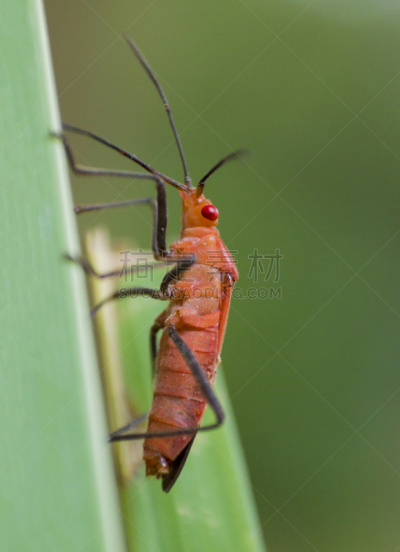 棉二点红蝽象,叶子,昆虫,红色,大特写,垂直画幅,夏天,特写,泰国,heteroptera