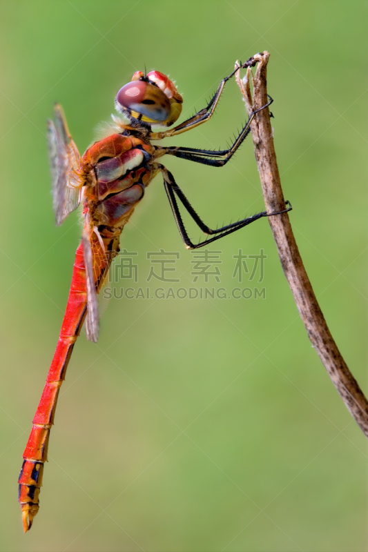 垂直画幅,窄翅蜻蛉,褐色,撇水蜻蜓,动物身体部位,野外动物,夏天,特写,植物,枝