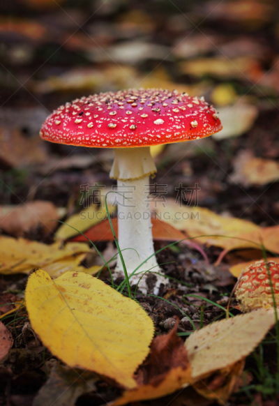 毒蝇菇,毒蘑菇,疣,伞形毒菌,温带雨林,垂直画幅,无人,泥土,户外,特写