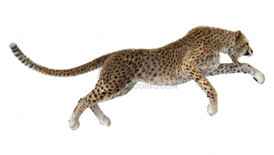 猎豹,三维图形,大型猫科动物,捕猎行为,野外动物,野生猫科动物,野生动物,迅速,自然,水平画幅