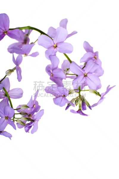 夜晚,紫罗兰,白色背景,脆弱,极简构图,特写,春季系列,兰花,垂直画幅,芳香的