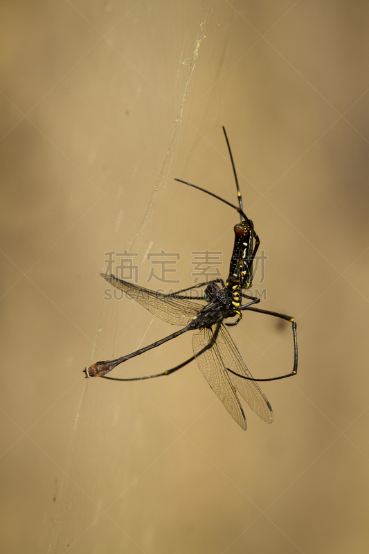 蜻蜓,banded-legged golden orb-web spider,自然,垂直画幅,野生动物,蜘蛛网,奇旺,特莱,蜘蛛纲,印度次大陆