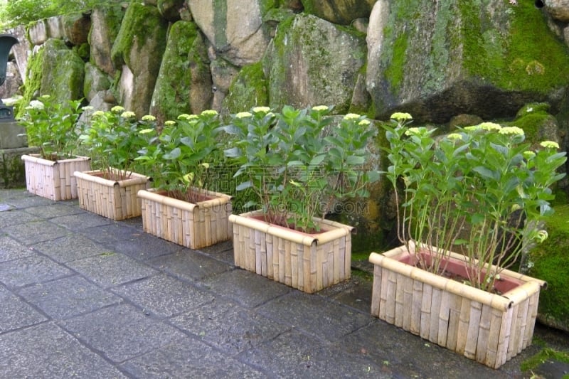 长冈京市,八仙花属,京都府,日本,雨季,美,京都市,水平画幅,无人,夏天