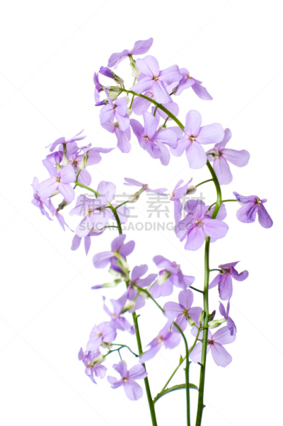 夜晚,紫罗兰,白色背景,极简构图,枝,特写,春季系列,兰花,垂直画幅,芳香的