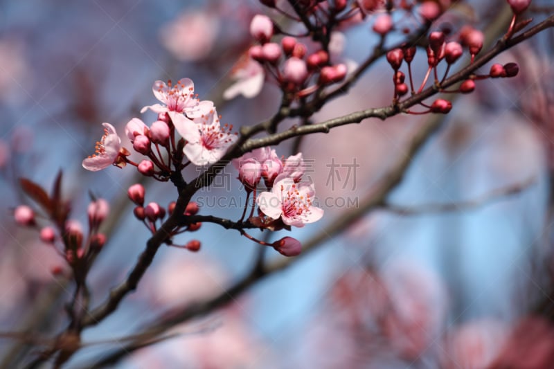 花朵,水果,兼六园,里山,水平画幅,樱花,樱桃,无人,户外,仅一朵花