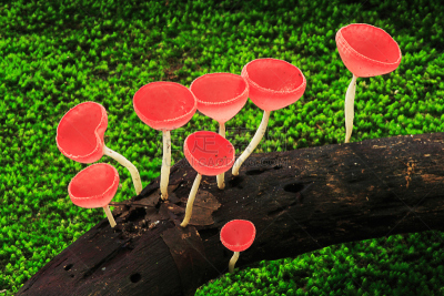 杯,红色,蘑菇,毒蘑菇,水平画幅,无人,热带雨林,夏天,户外,生物学