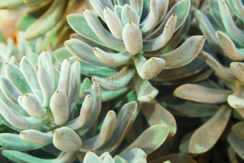 仙人掌,背景,纹理,月仙人掌,cactus wren,尖的,桶,热带植物图案,植物园,美
