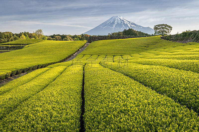 富士山,天空,美,新的,茶树,水平画幅,雪,火山地形,传统,户外
