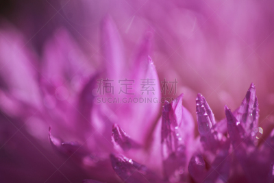 水滴,抽象,花瓣,弹出式商店,植物园,兰花,水,夏天,光,植物学