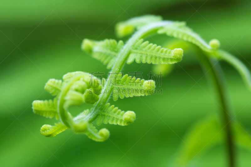 螺线,蕨藻体,鸵鸟 fern,蕨菜,复叶,蕨类,欧洲蕨,卷着的,美,留白