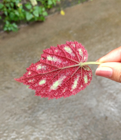 自然美,个性,秋分,自然,垂直画幅,美,无人,喜马拉雅山脉,印度,红色