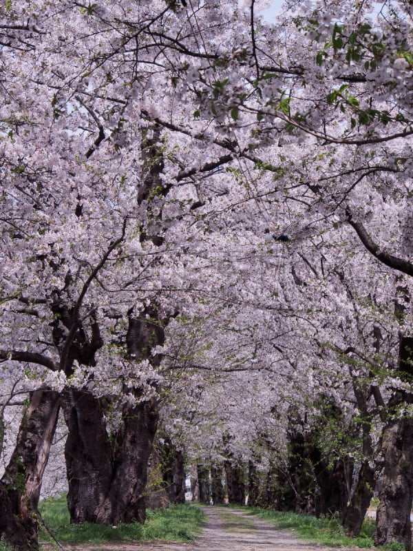 樱花,角馆,日本,秋田,垂直画幅,旅行者,开花时间间隔,著名景点,风景,东北片区