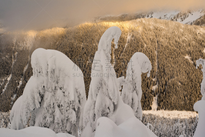 史蒂文斯山口,天空,雪,常绿树,冻结的,森林,橙色,山口,水平画幅,无人