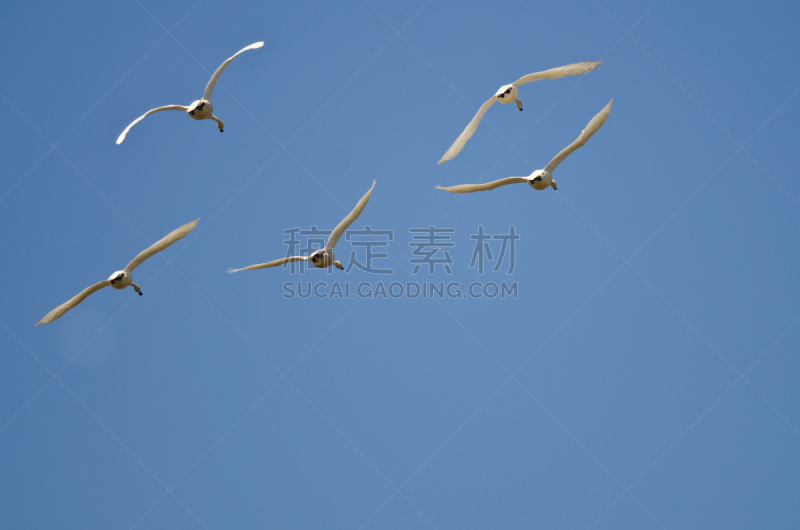 冻土地带天鹅,五只动物,蓝色,天空,比尔·布莱克,冻原,水平画幅,无人,优美,鸟类