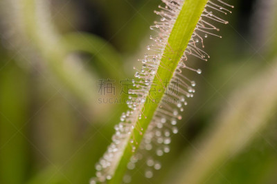 特写,茅膏菜,奥巴,视角,美,水平画幅,开普敦,沼泽,室内植物,两翼昆虫