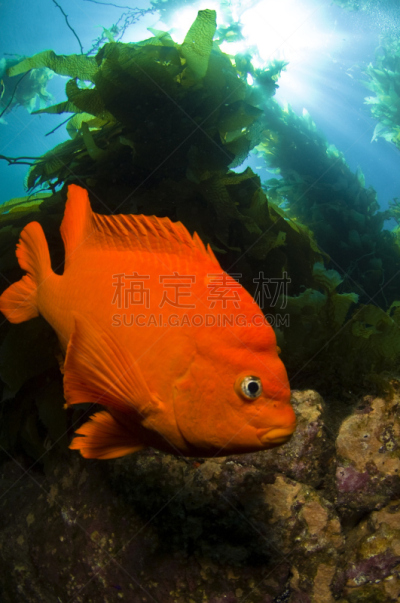 深红高雀鲷,海藻林,giant海藻灰,海峡群岛,海藻灰,垂直画幅,旅游目的地,无人,水下,海鱼