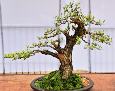 菲律宾,盆景,美,水平画幅,小的,传统,苔藓,比例,鹅卵石,限制空间