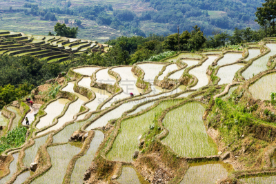 元阳,梯田,云南省,中国,稻,倒影池,大自然保护协会,哈尼族,少数民族,灌溉设备