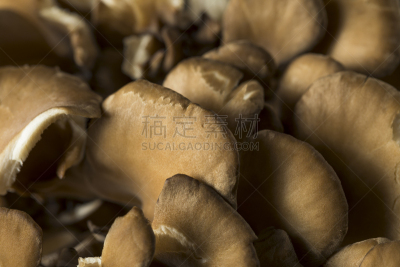 有机食品,生食,蘑菇,杏鲍菇,舞茸蘑菇,菌腮,孢子,小号,复叶,蔬菜