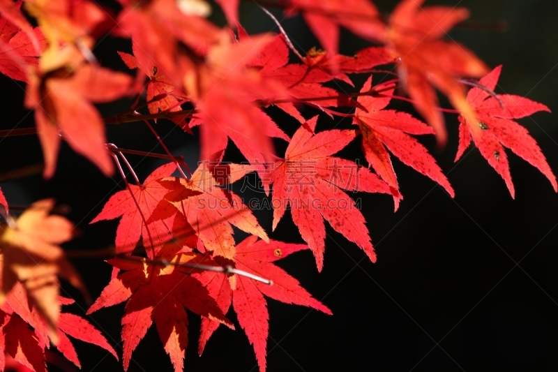 枫树,叶子,片山,自然,京都府,水平画幅,枫叶,秋天,无人,日本