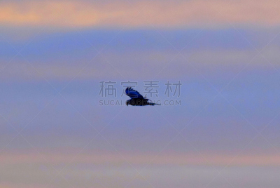 鸟类,黄昏,沼泽,远距离,热霾,食肉鸟,天空,褐色,野生动物