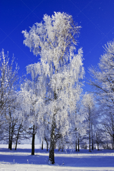 天空,雪,霜,白桦,海洋,同种二型,垂直画幅,气候,户外