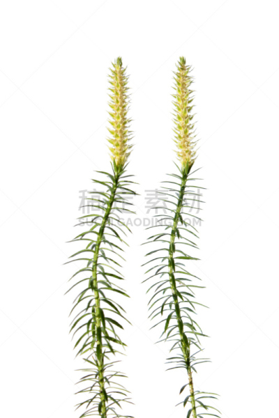 植物,猪鬃,白色,分离着色,石松科,垂直画幅,医药职业,苔藓,白色背景,背景分离