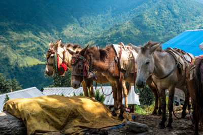 徒步旅行,居住区,驴子,轻驾车赛,水平画幅,无人,乌克兰,摄影